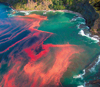 A beach scene with stripes of red algae in the water.